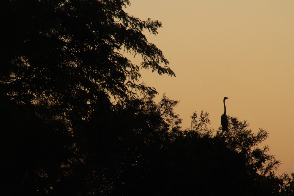Fauna autóctona en la Reserva Natural Isla Martín García